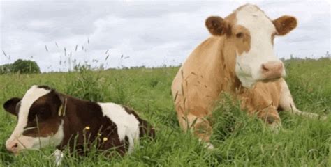 cow gif animation|cute cow gifs.